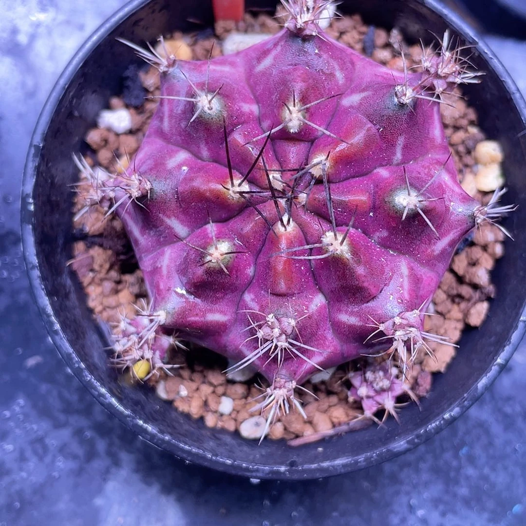 1-16米哈皮色球5.5厘米