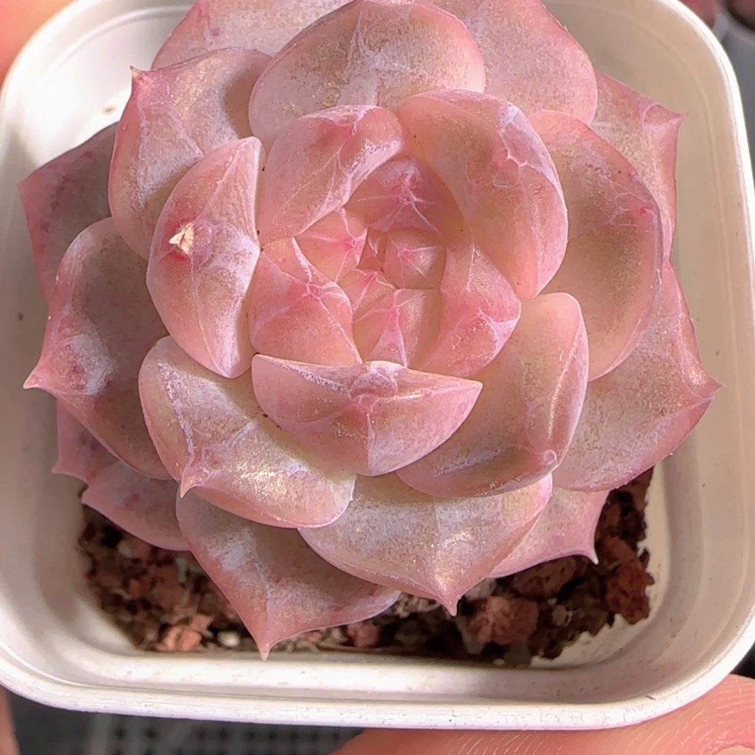 多肉1229-297福利