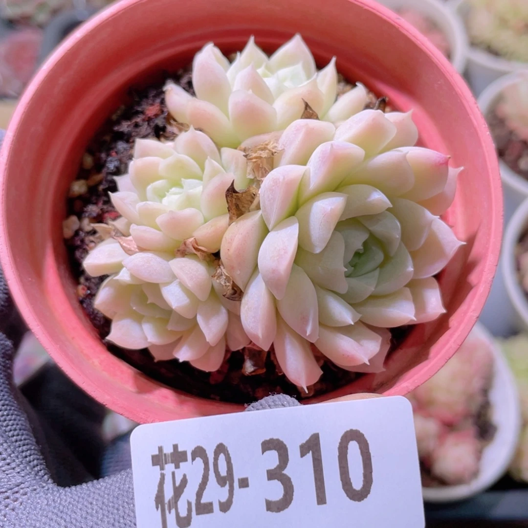 花利美29-310白月影