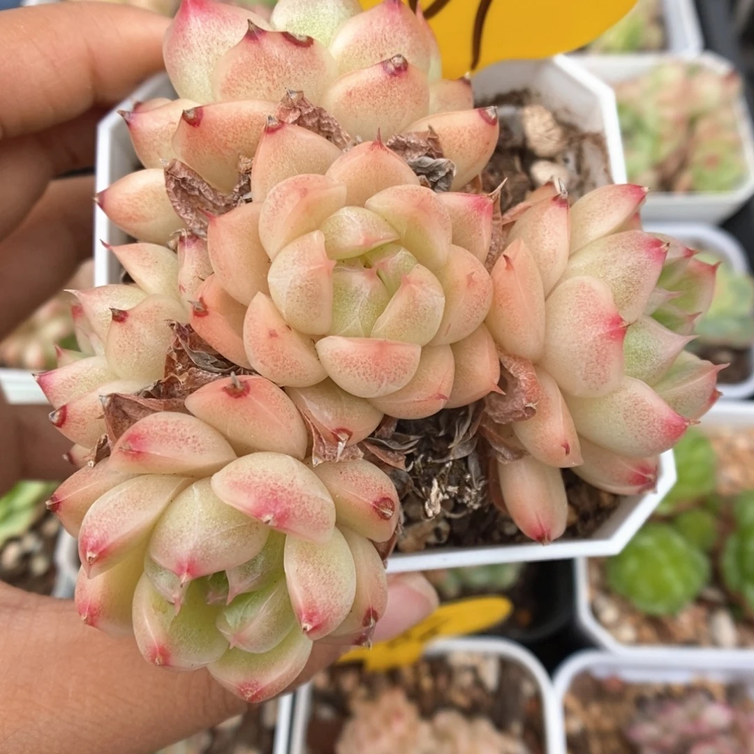 油透麦秆群生401号