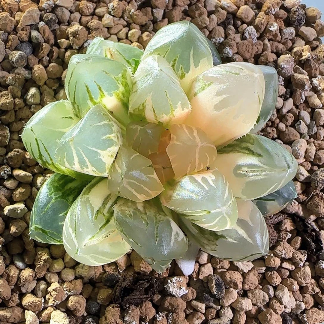 43号OM玉露锦一物一拍带盆土