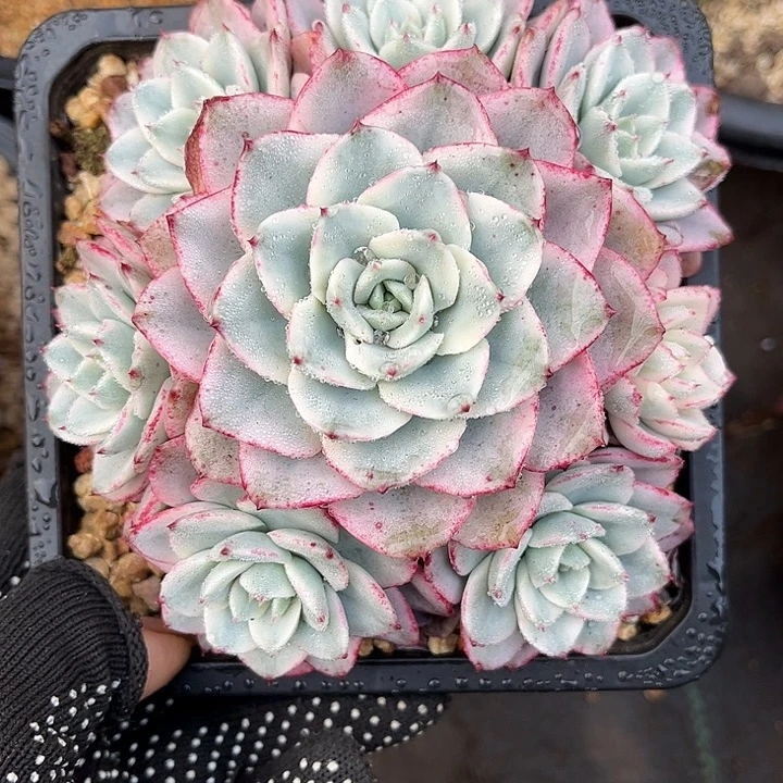 多肉植物一物一拍