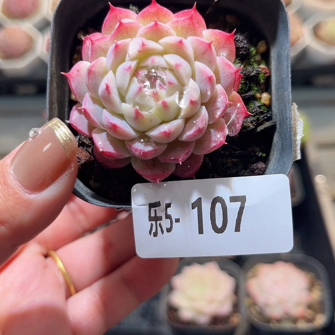 乐5-107 麻薯单头