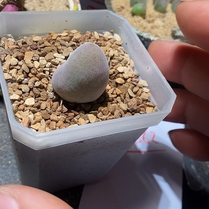 27362。  宝辉一颗。