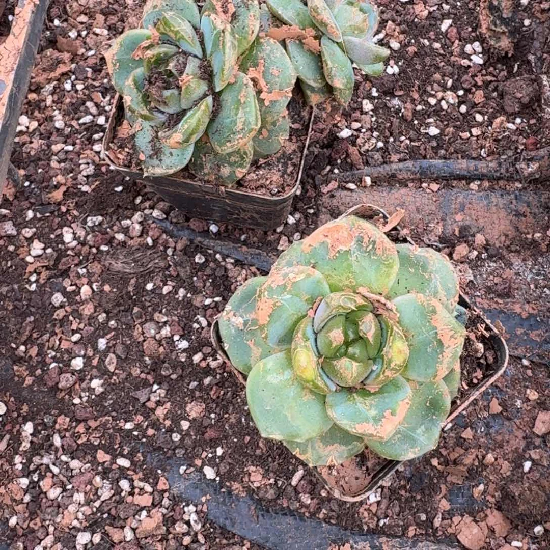 翡翠珍妮一群一单共两颗量拍9-53