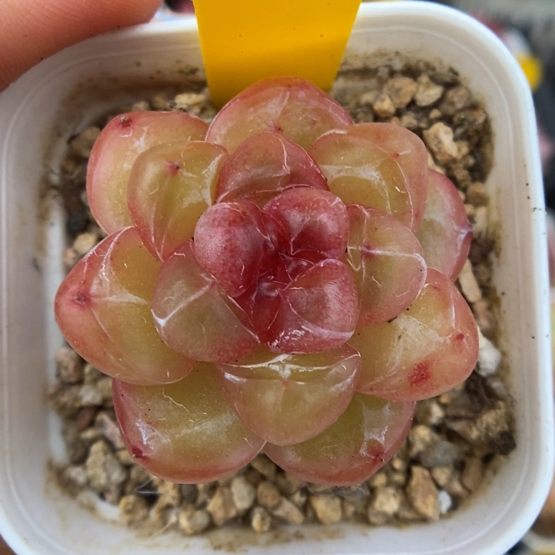 宝石心珍妮可拍5533号。