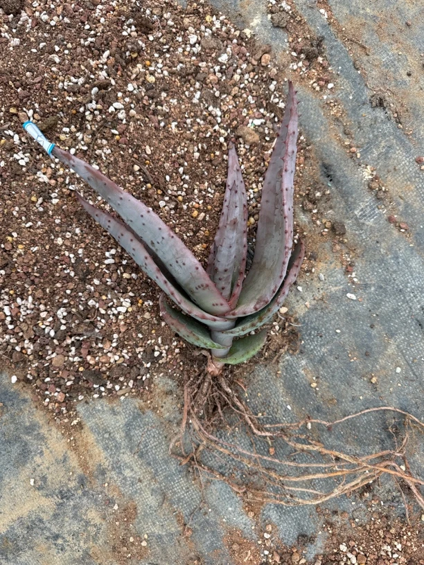 鬼切多肉植物多肉