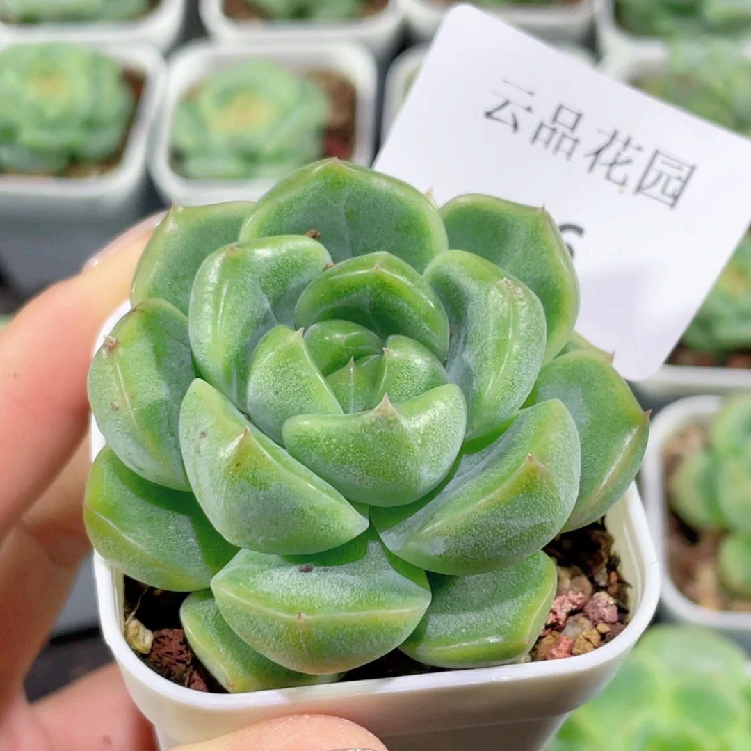 46号糖心冰心珍妮