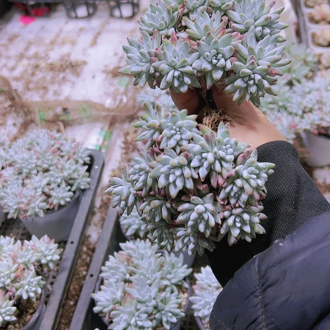 中小号白菊19包邮多肉