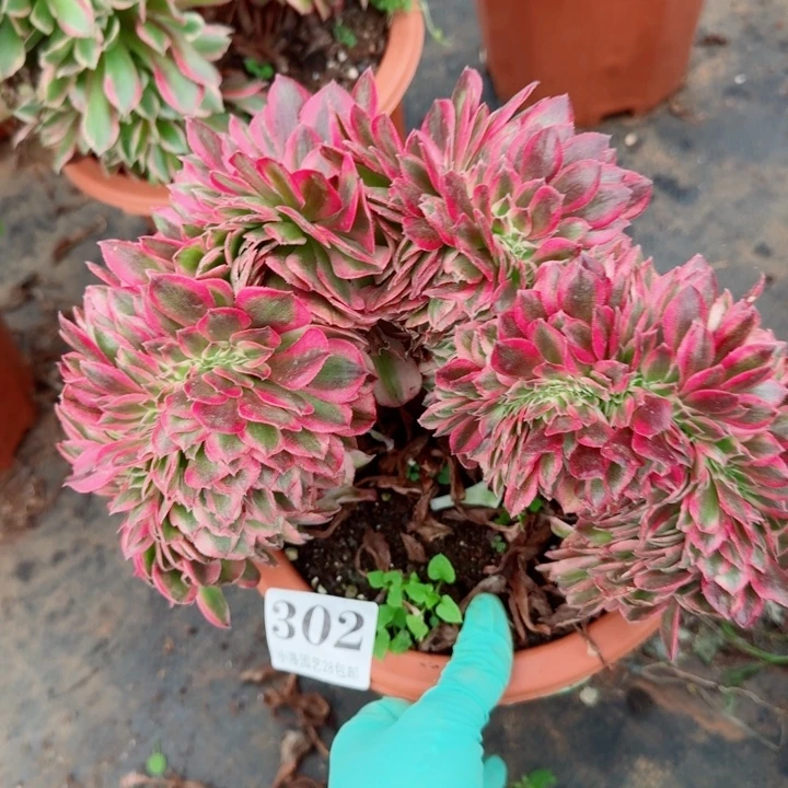 302 缀化多肉植物满28包邮