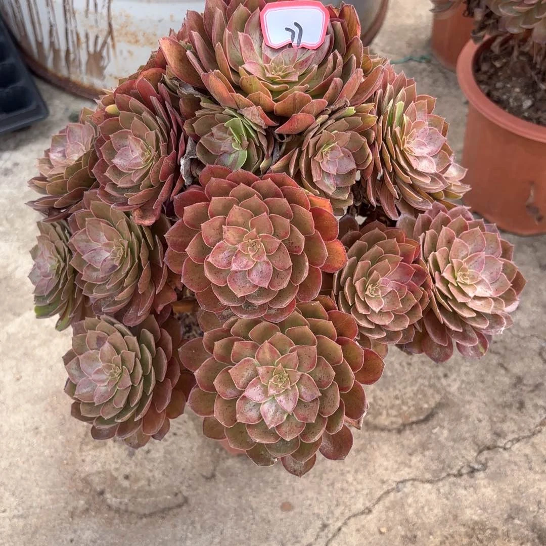 全部花朵77万灰多肉植物