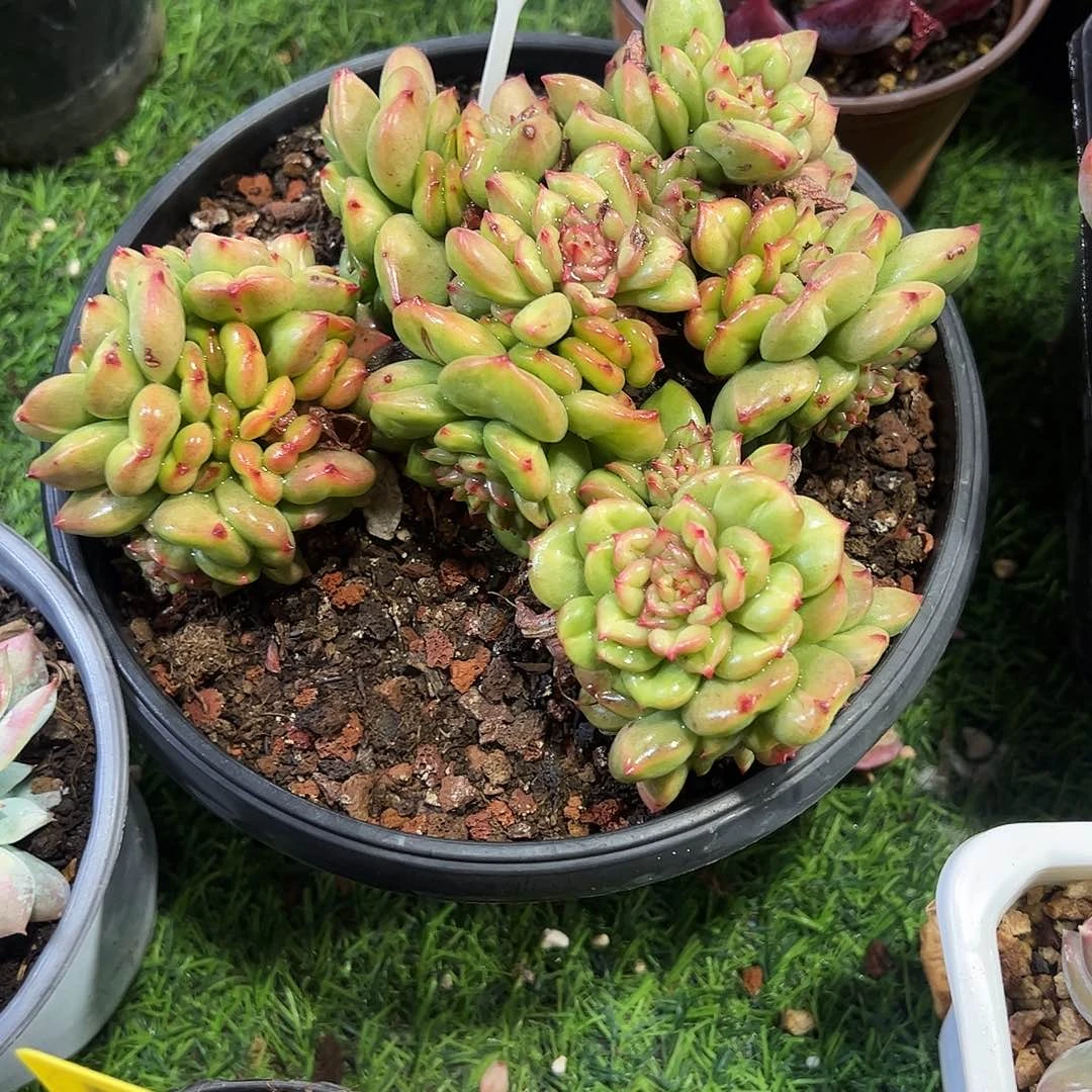 苹果花群164号多肉