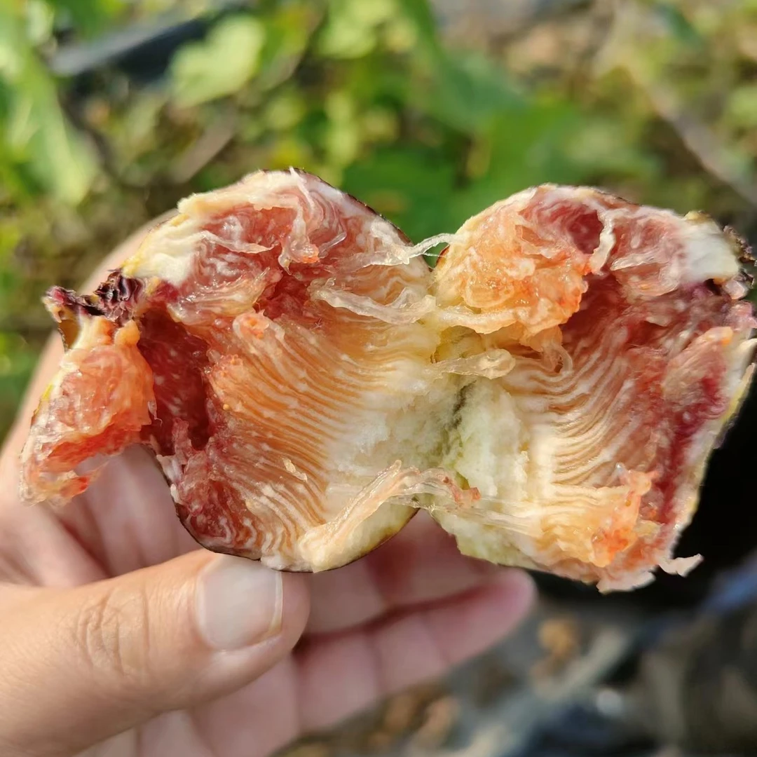 黑香蜜无花果指定链接，非专属特权勿拍