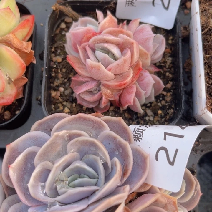 看似惊喜多肉植物215