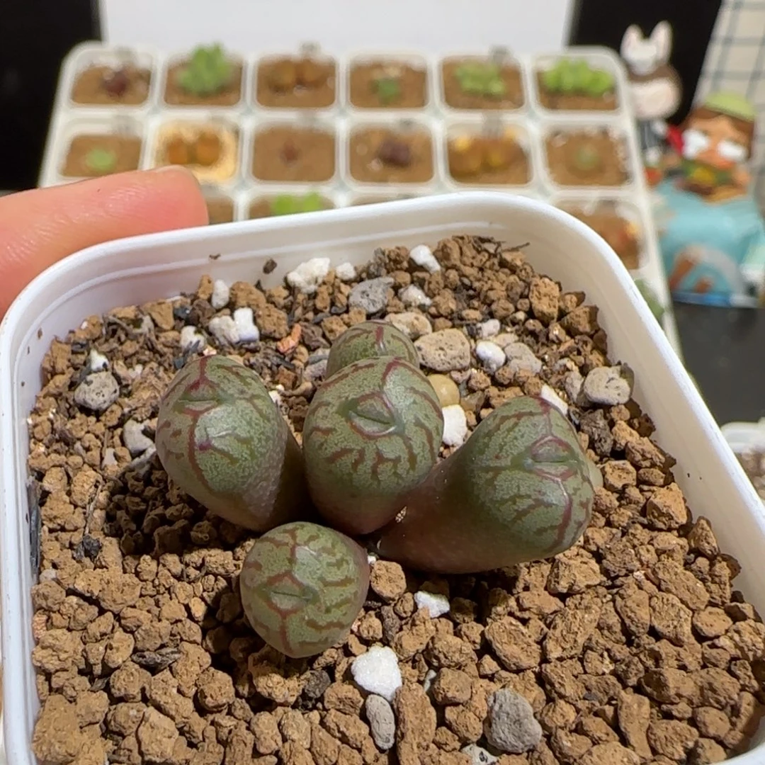 肉锥多肉植物组合-杂交49