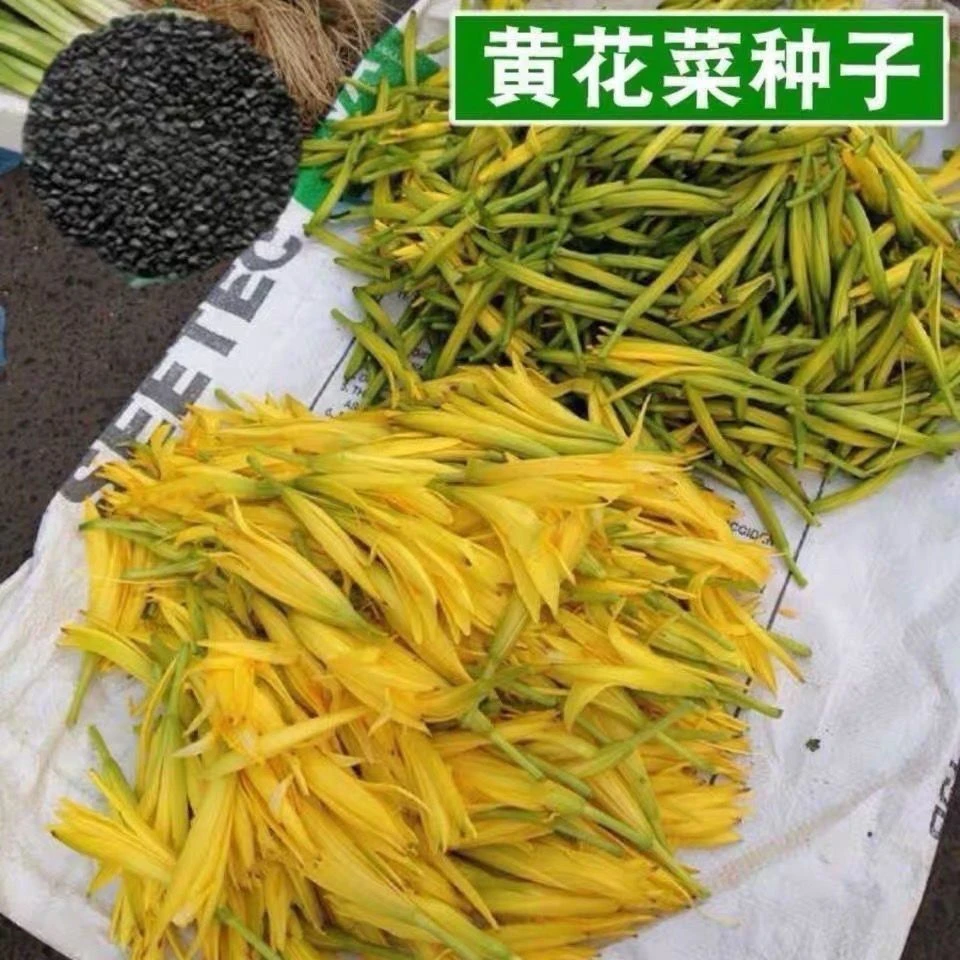 黄花菜种子四季播种金针菜补脑菜安神菜蔬菜种子