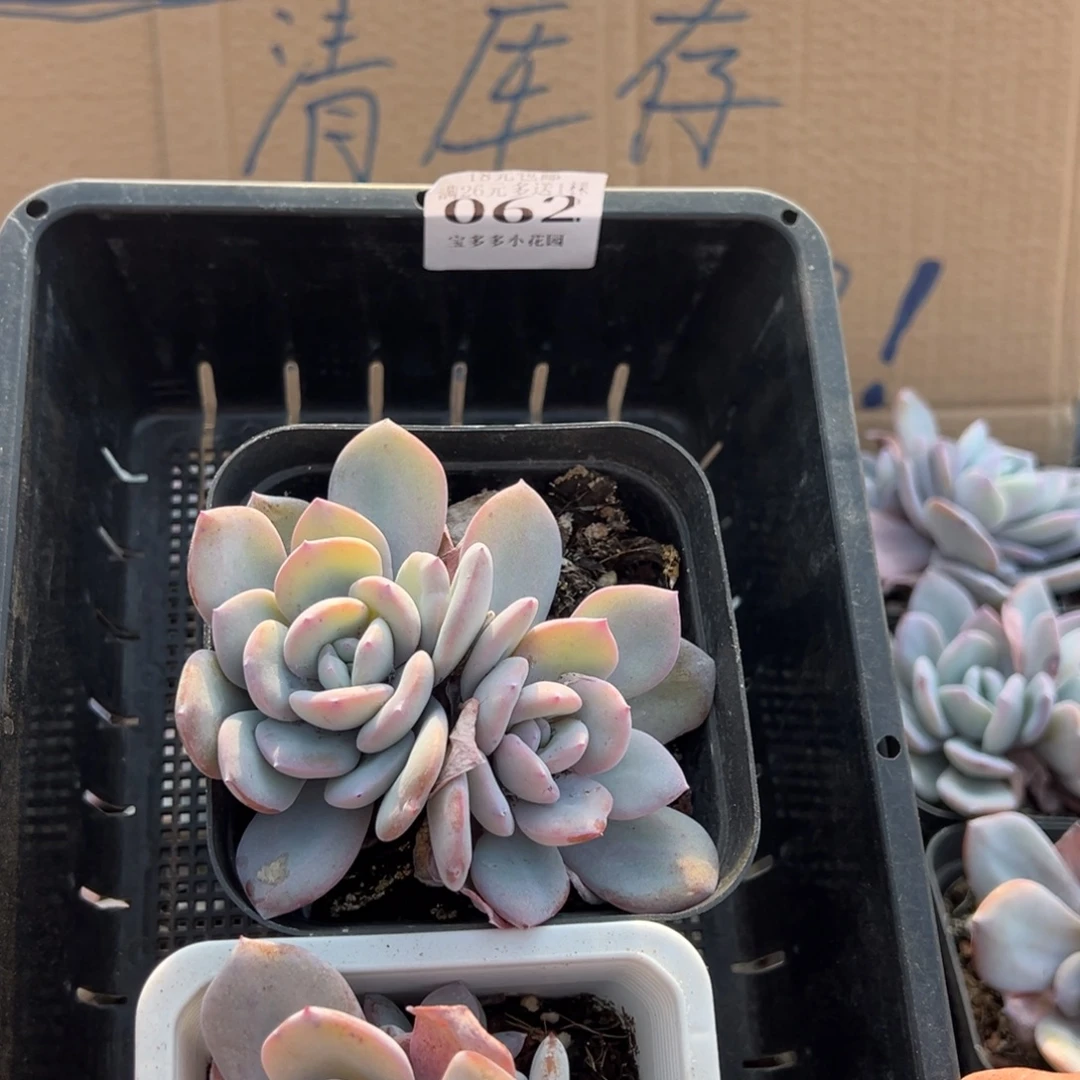 韩版奶茶双头9cm2颗062号