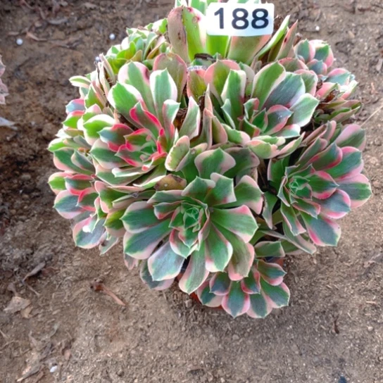 无花朵188多肉植物粉女郎