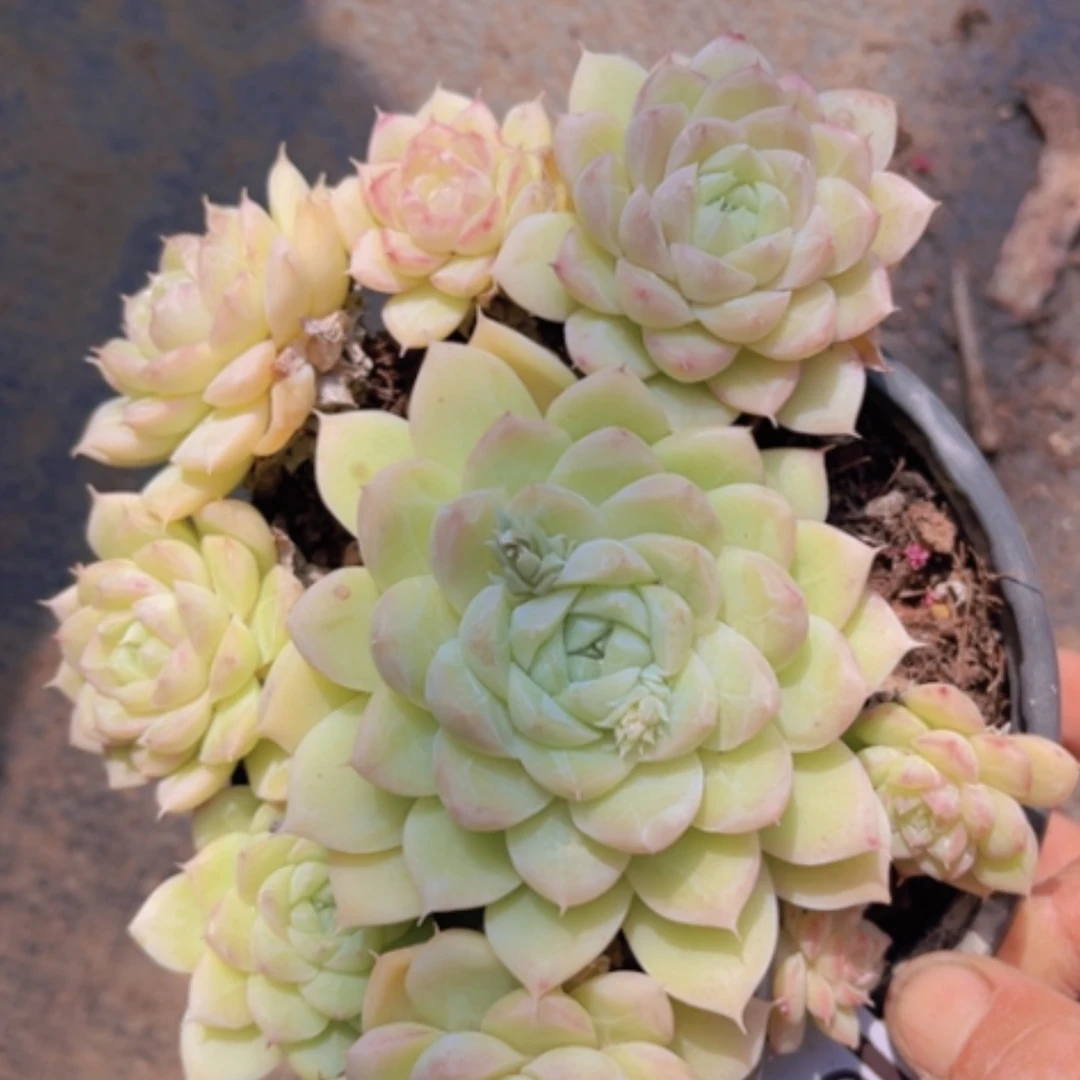 【闪购商品】麦秆2069