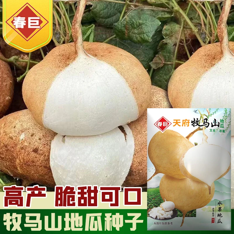 牧马山凉薯种子特大白瓤香甜早熟沙葛土瓜春夏瓜果籽水果地瓜种籽