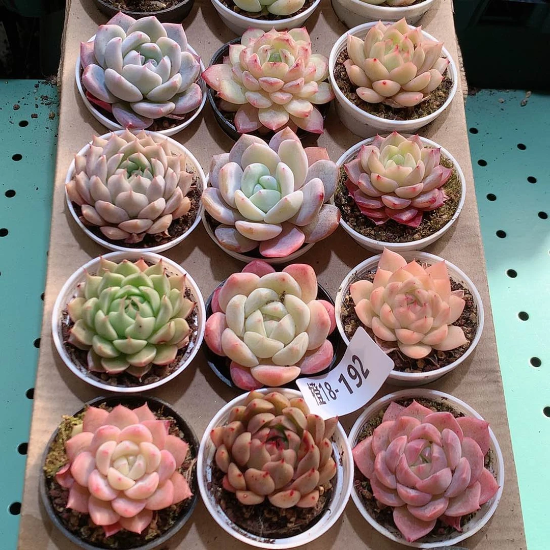 18-192一物一拍带盆18颗