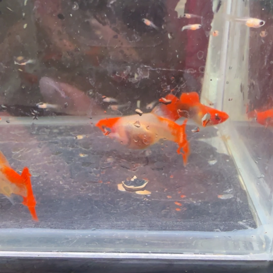 公热带海域3深海蓝黄化玻璃猫种鱼3厘米左右