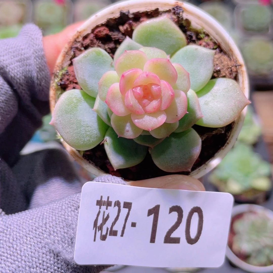 花利美27-120珍妮