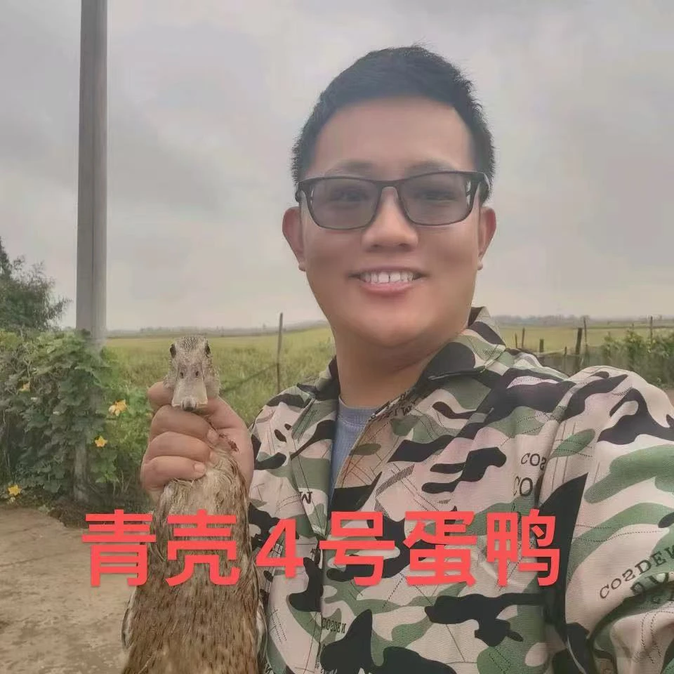 农家放养散养青壳4号高产蛋鸭肉质鲜嫩小白羽齐毛鸭麻鸭土鸭包邮
