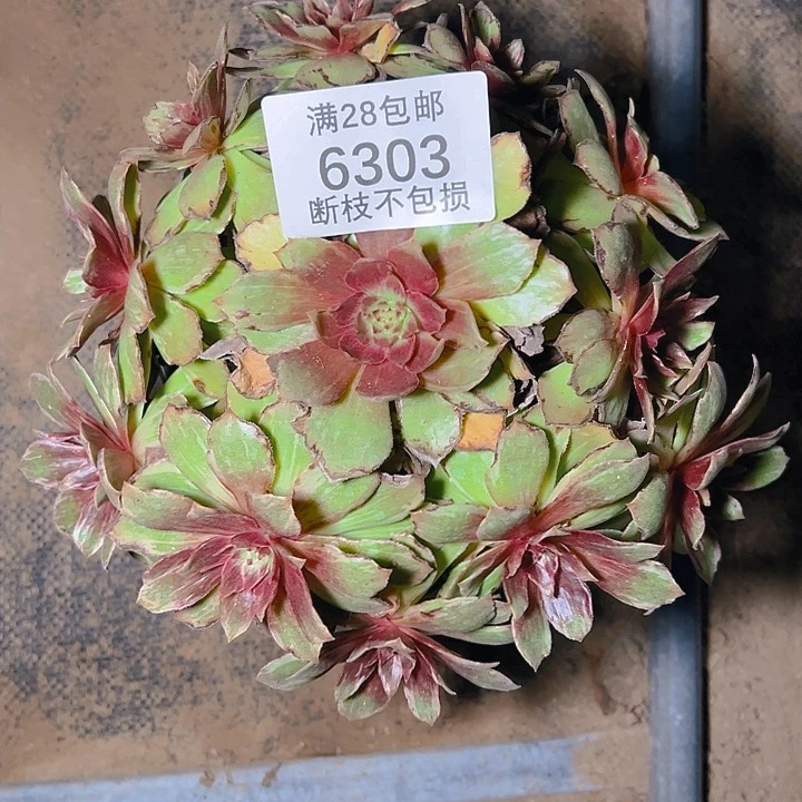 6303半夏多肉植物