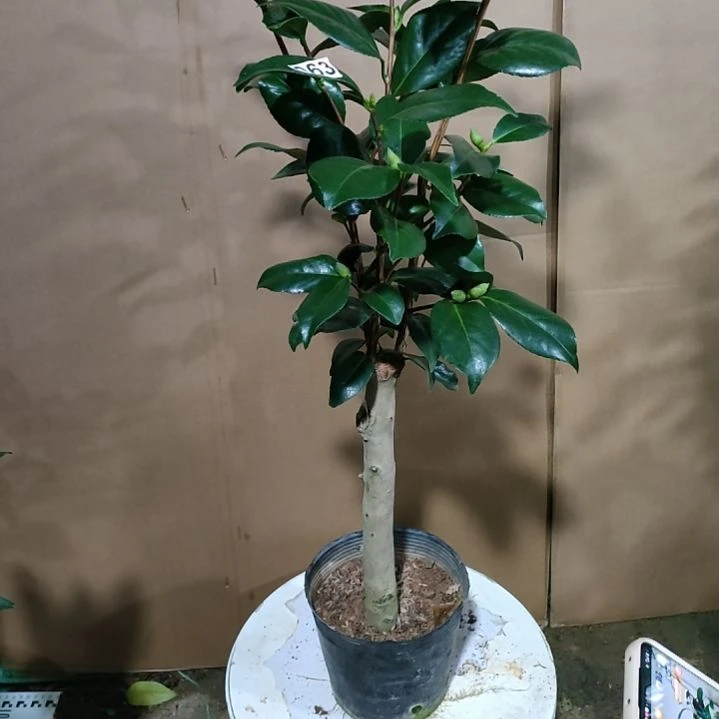 63尼克松，原盆原土发货，不包邮