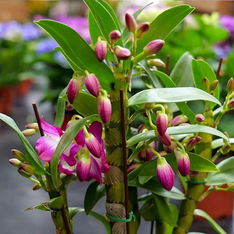 春石斛盆栽带花苞室内客厅洋兰春石斛粉樱花带香味好养易活花期长