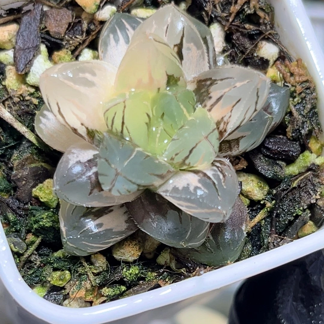 恭喜发财大吉大利3305