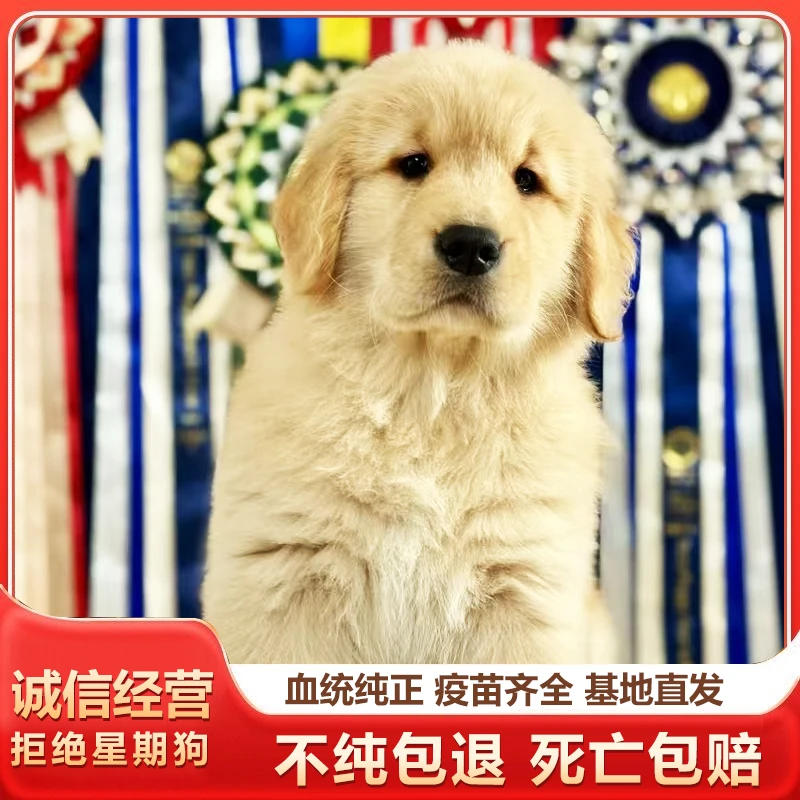 【金色秋天犬舍】金毛幼犬活体，金毛巡回猎犬
