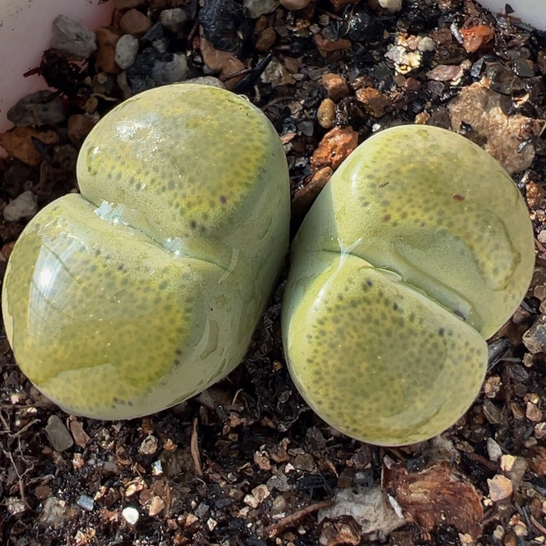 绿体碧琉璃多肉植物