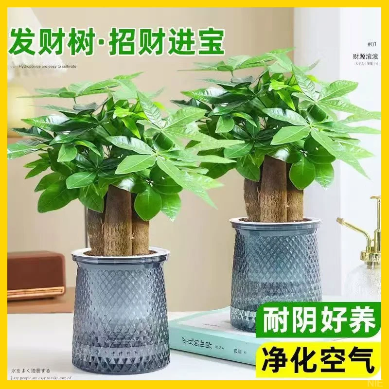 财源滚滚三杆室内水培发财树盆栽绿植客厅盆景办公桌招财
