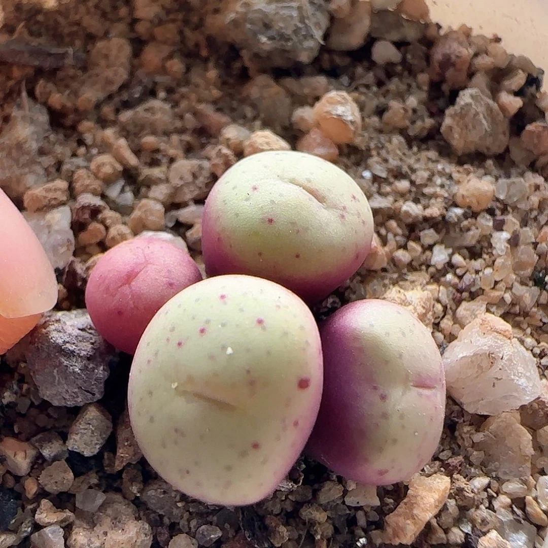 脱土发货哦25179