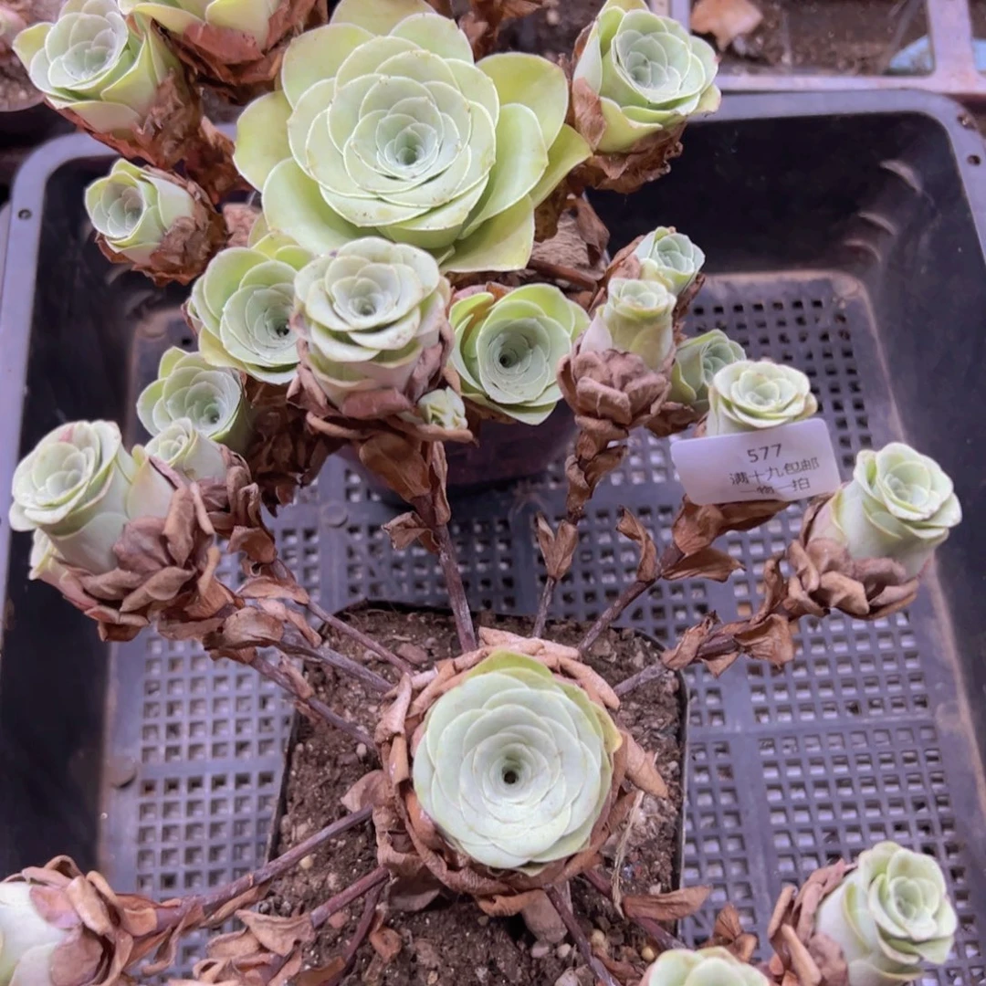577 侧牙掉了不包损无售后