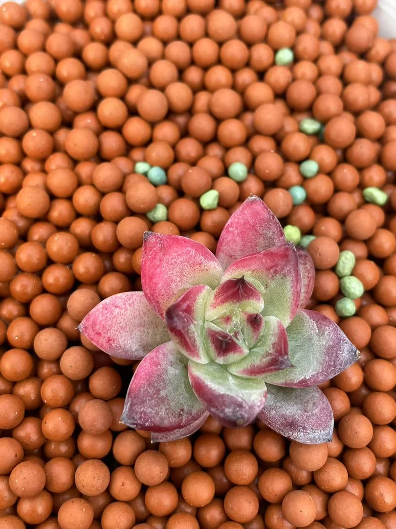 罗卡锦，多肉植物，变异肉肉，多肉锦，东云锦