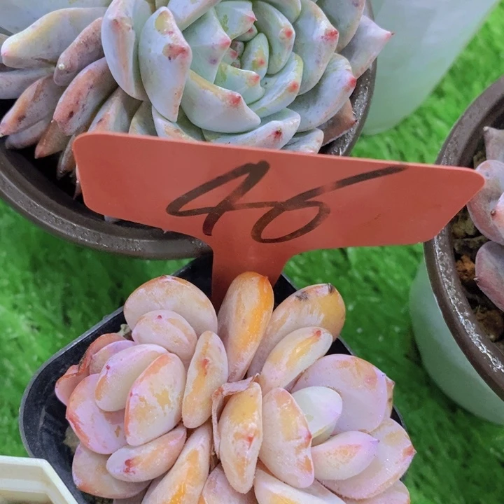 开心多肉，开开心心