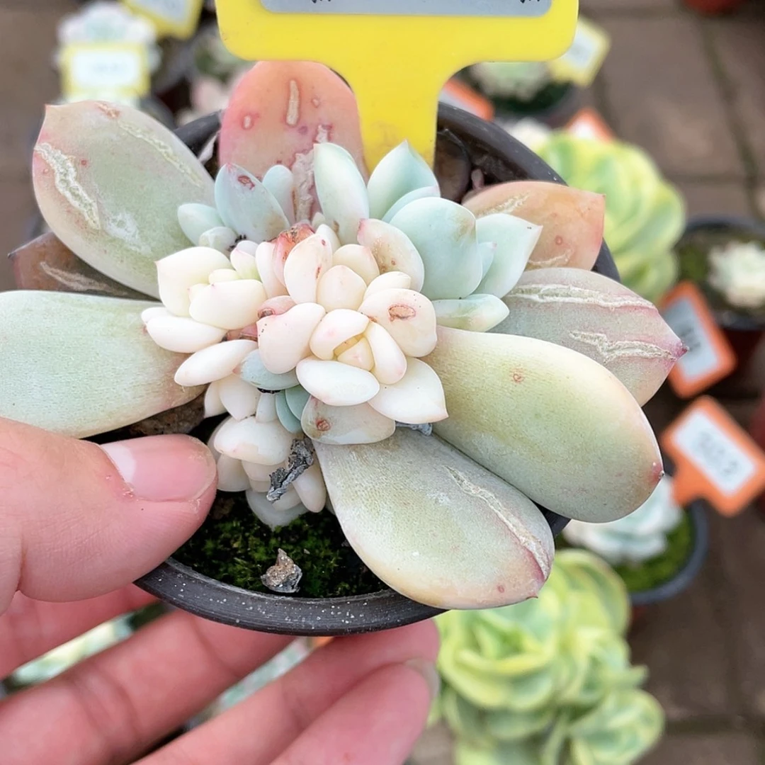 【闪购商品】1477号