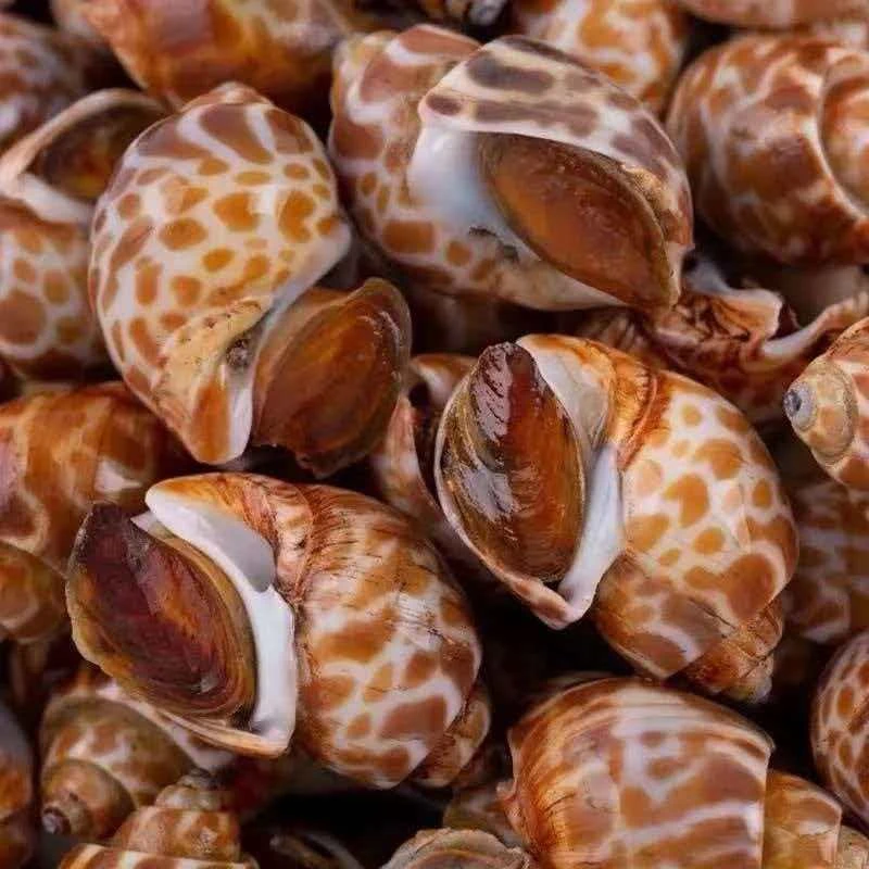 【拍2斤送2斤】鲜活速冻花螺新鲜海鲜螺类干净鲜甜急冻锁鲜无沙无水11/7【张颖】