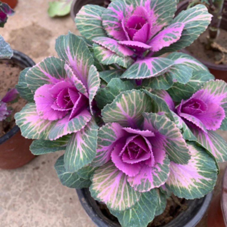 桃鹤羽衣甘蓝庭院植物盆栽绿植耐寒耐热多头小桩