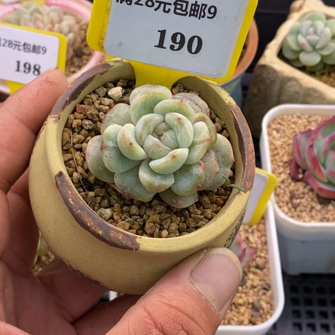 9190老白恋石化多肉植物