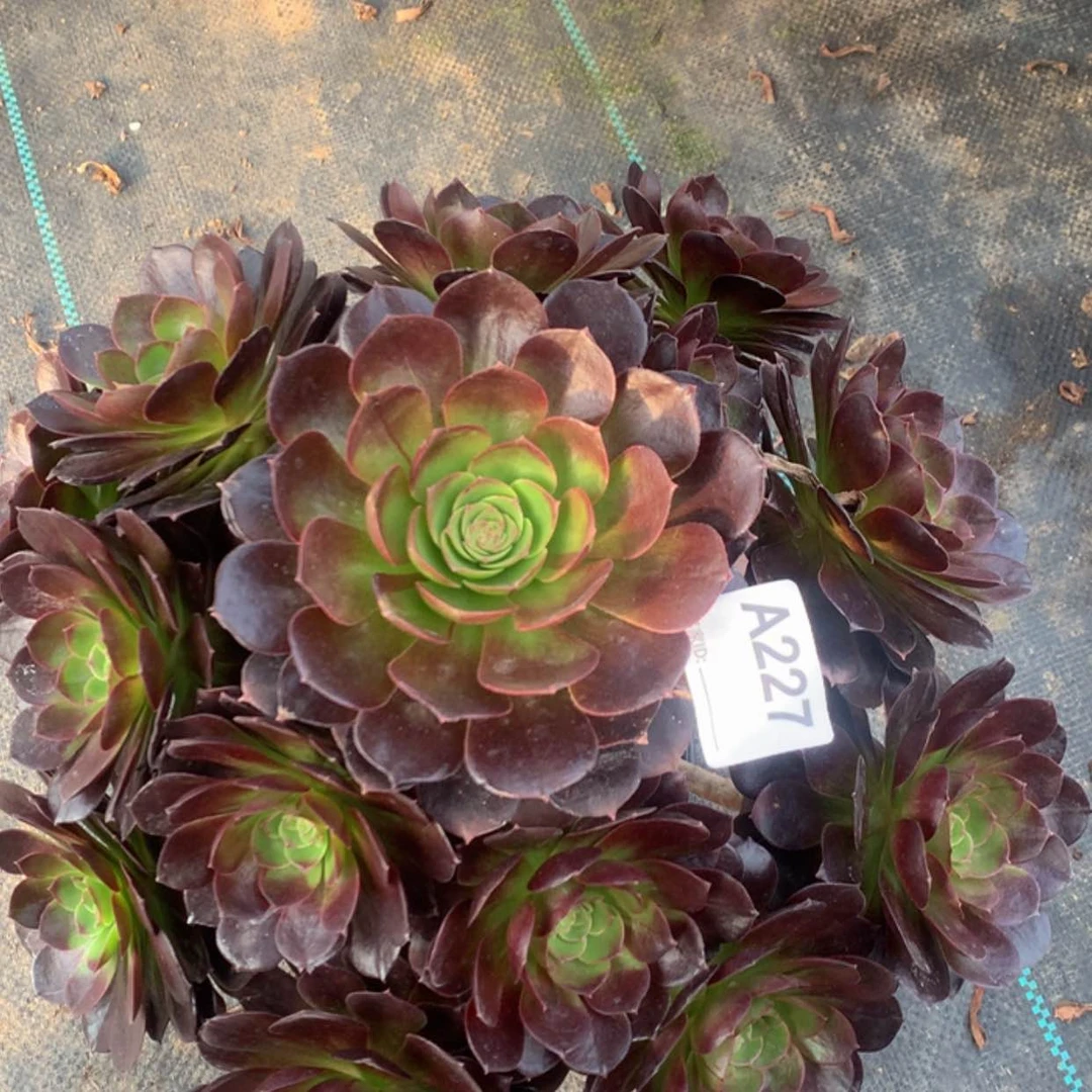 【闪购商品】227赤焰连