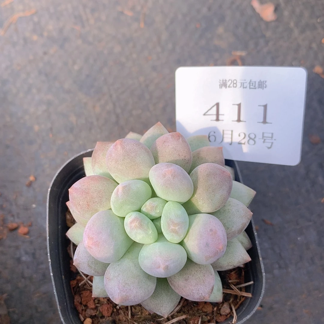 【闪购商品】云411号