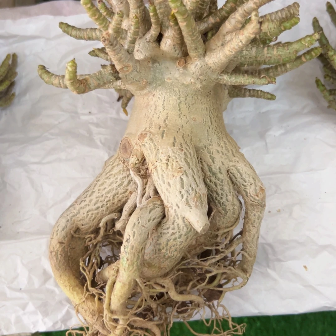 唸***沙漠玫瑰爆花索科