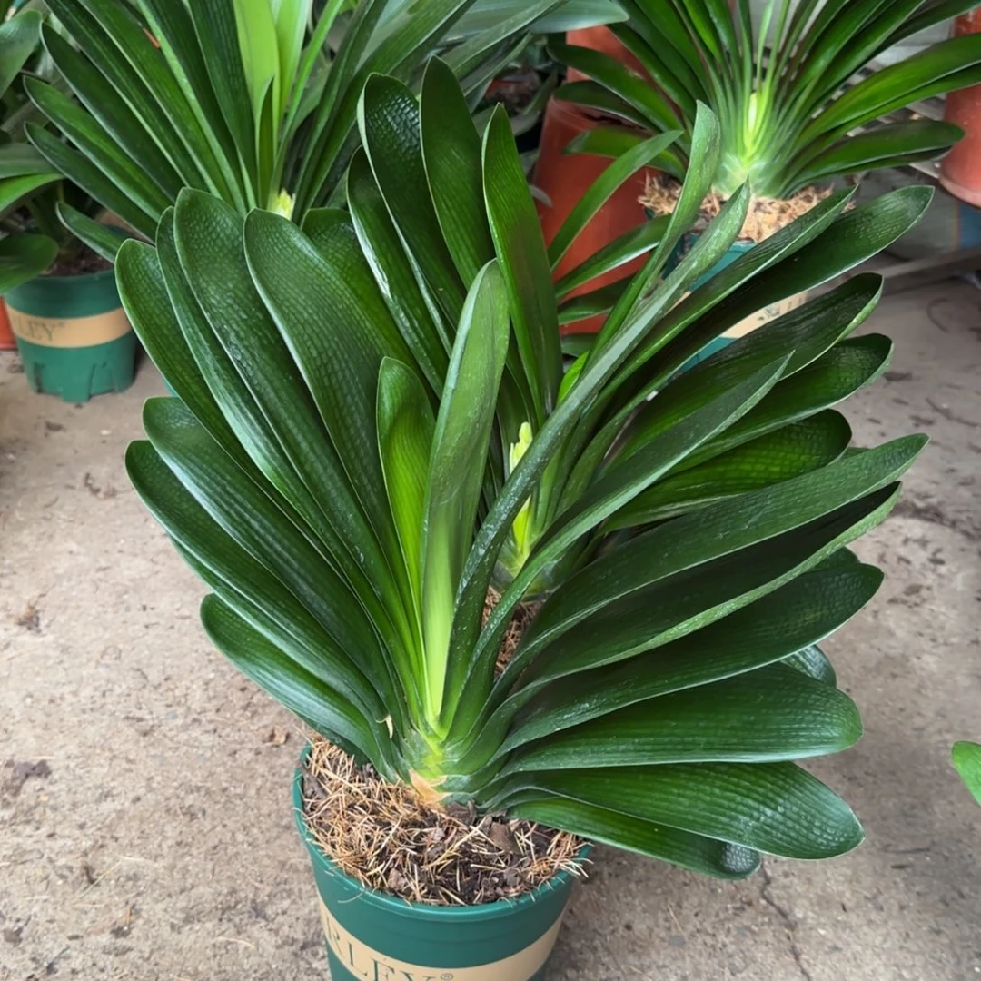 完全开放一物一拍