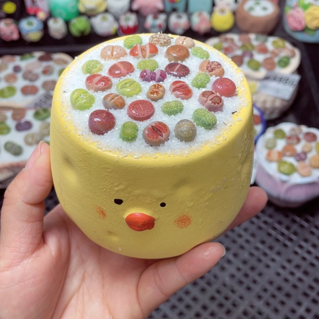 w5589 带盆土发货-零下地区拍保温箱