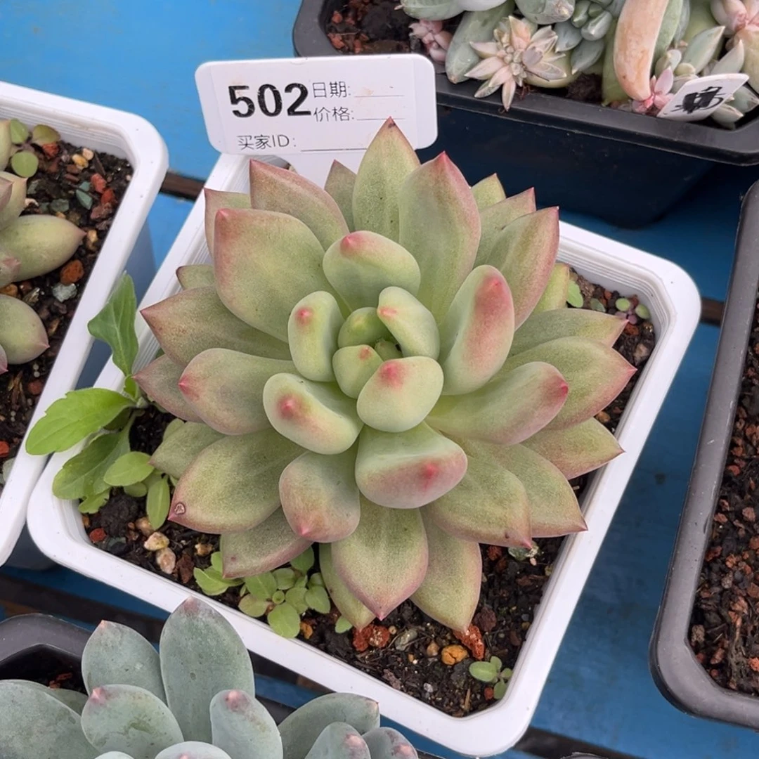 米其林多肉植物502