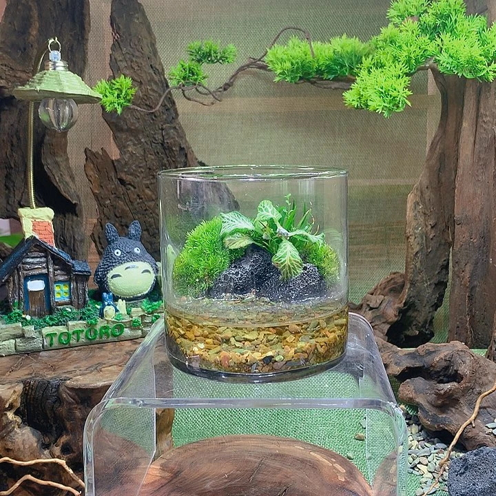 无花朵小螃蟹微景观